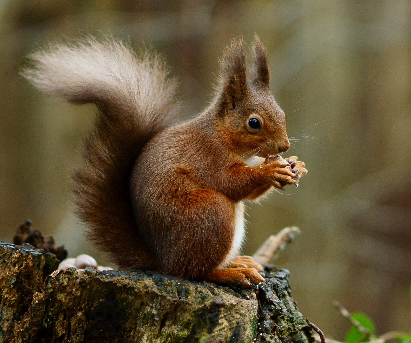 Eurasian Red Squirrel - South Ostrobothnia State Symbol