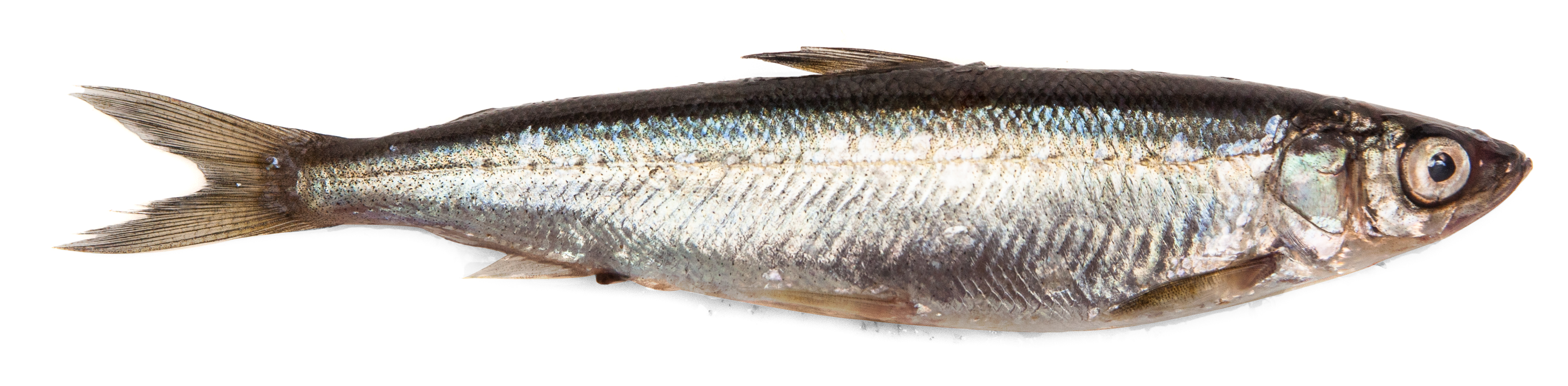 Coregonus albula - South Savo State Symbol
