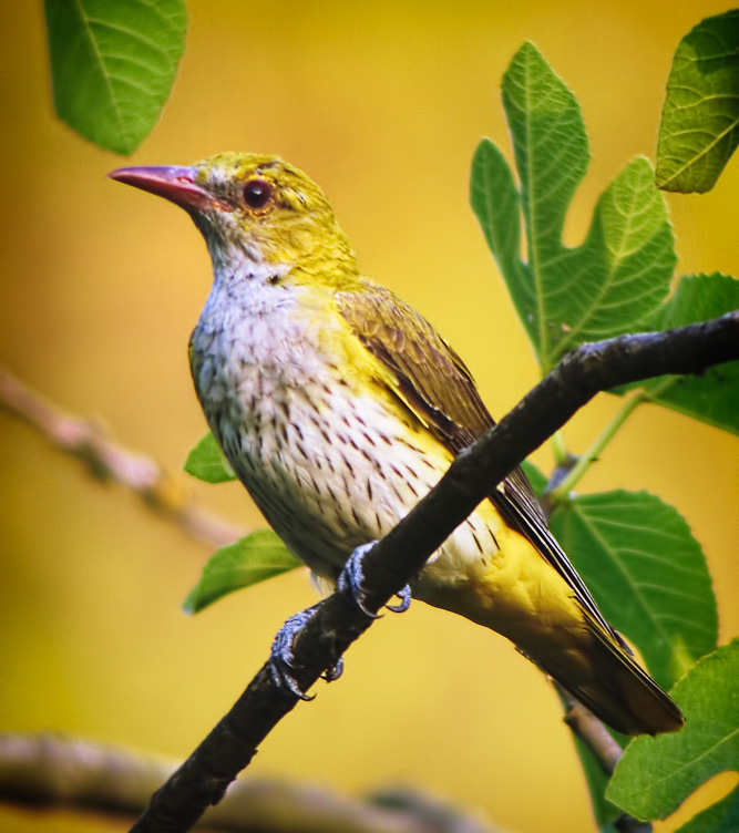 Eurasian Golden Oriole - South Savo State Symbol