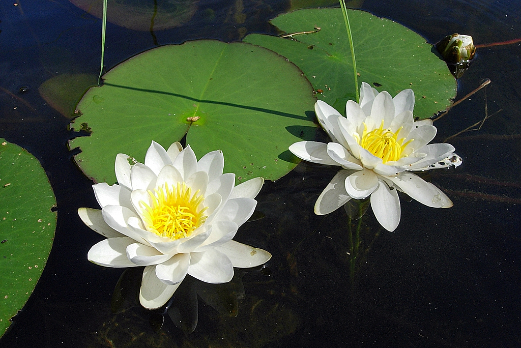 Nymphaea candida - South Savo State Symbol