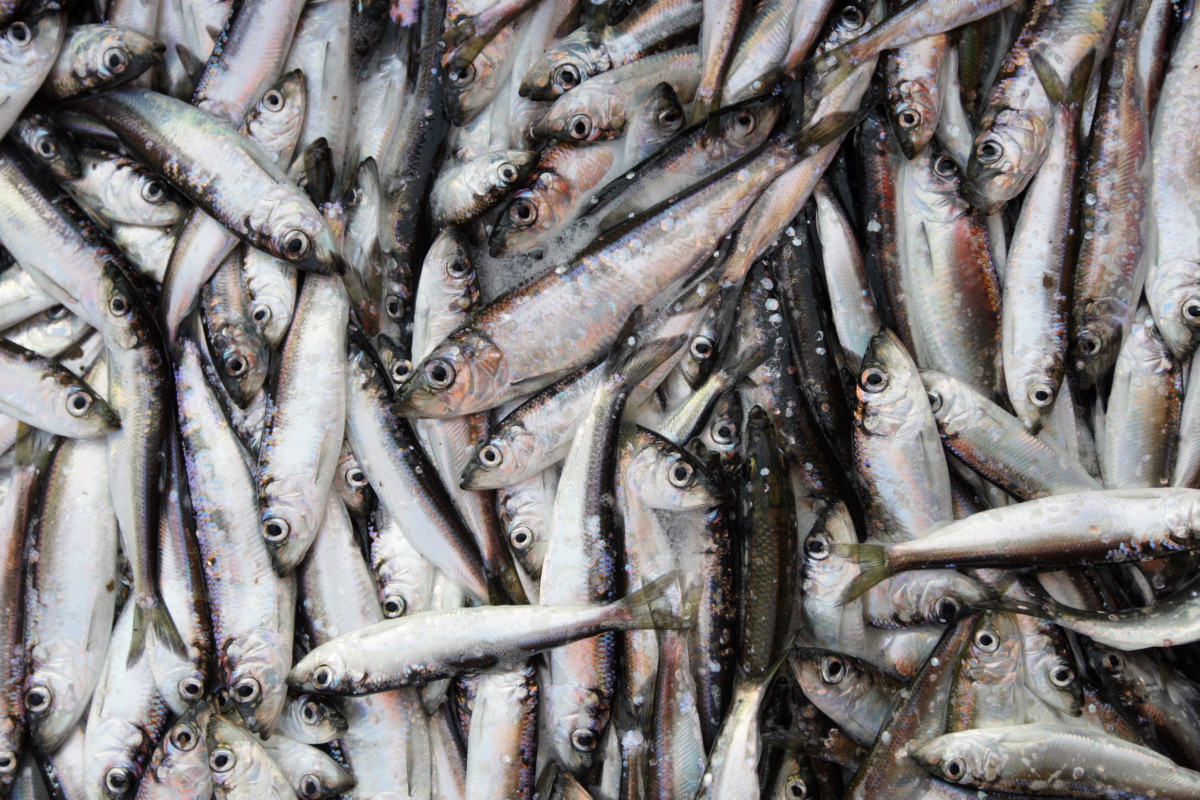 Baltic herring - Southwest Finland State Symbol