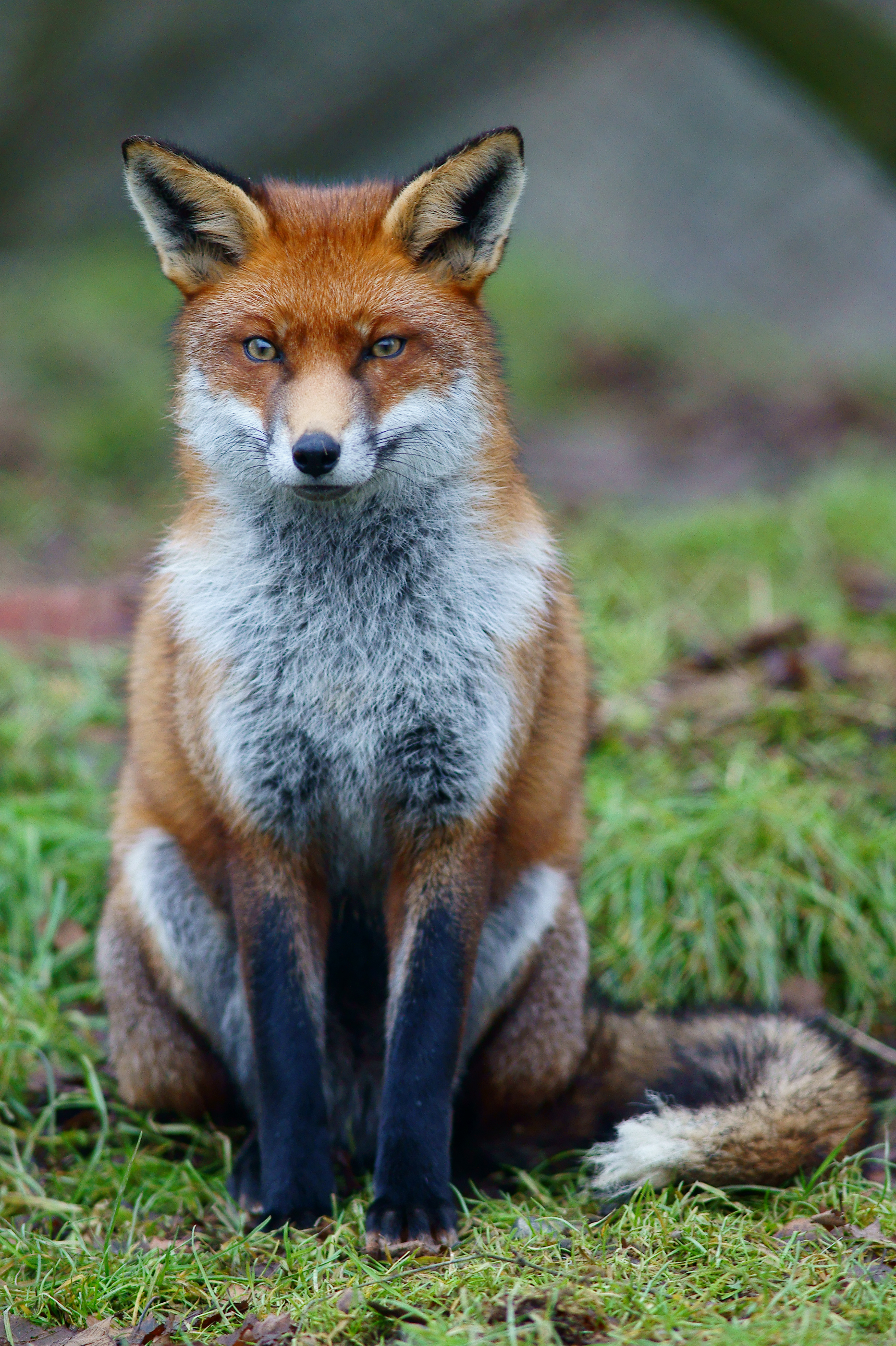 Red Fox - Southwest Finland State Symbol