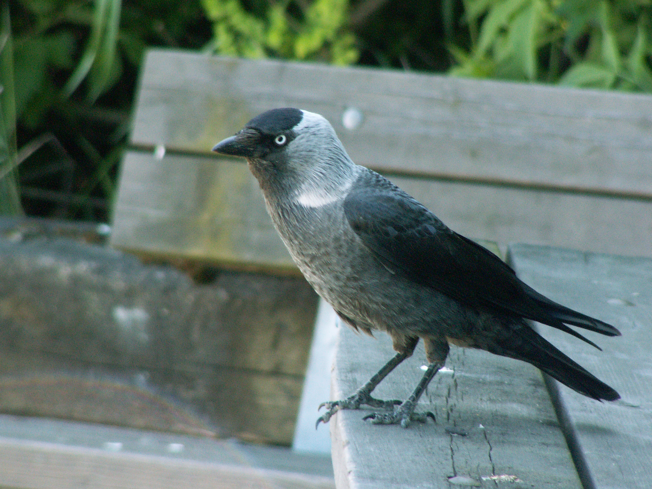 Western Jackdaw - Southwest Finland State Symbol