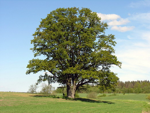 Quercus robur - Southwest Finland State Symbol