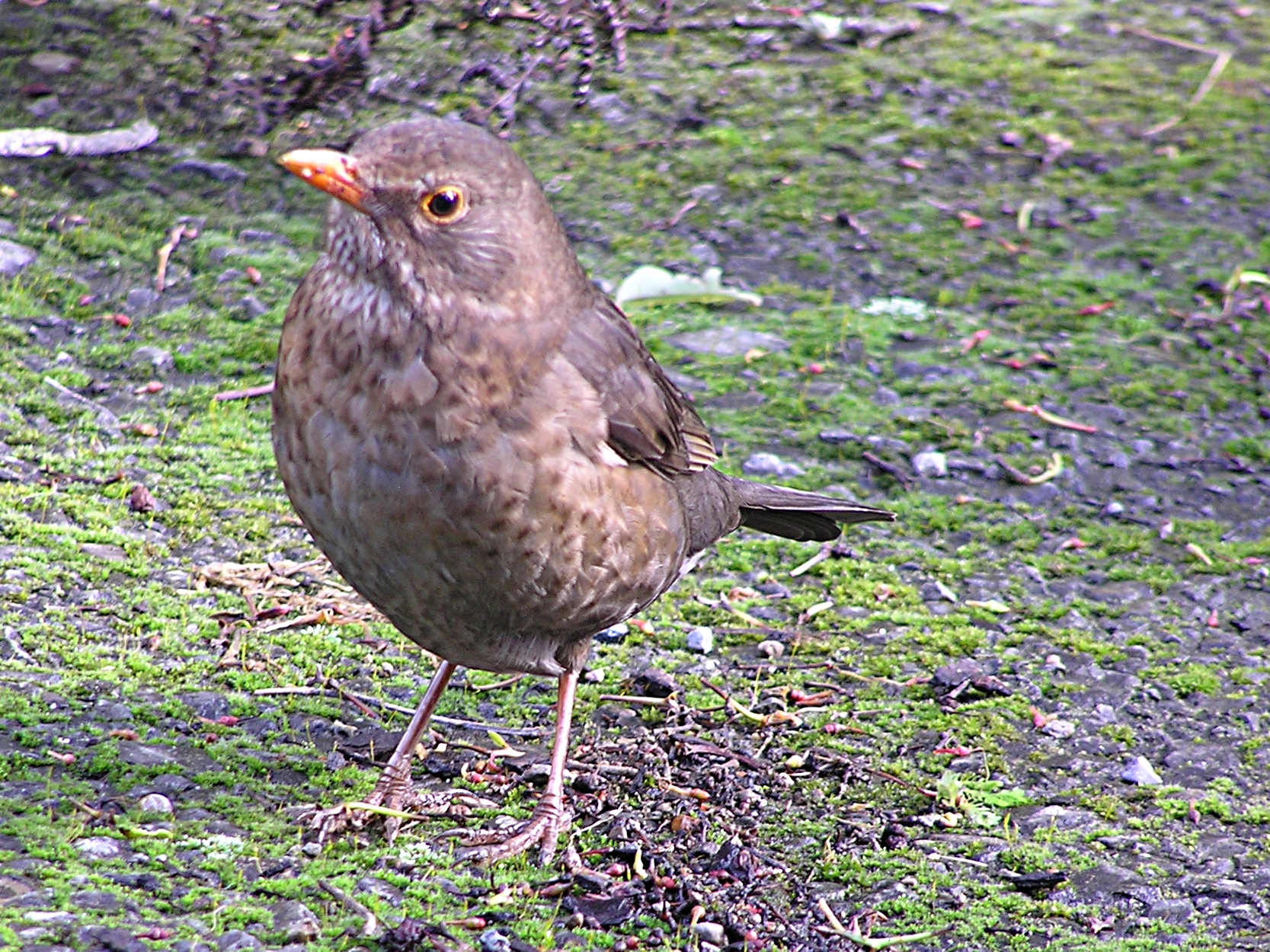 Common Blackbird - Uusimaa State Symbol