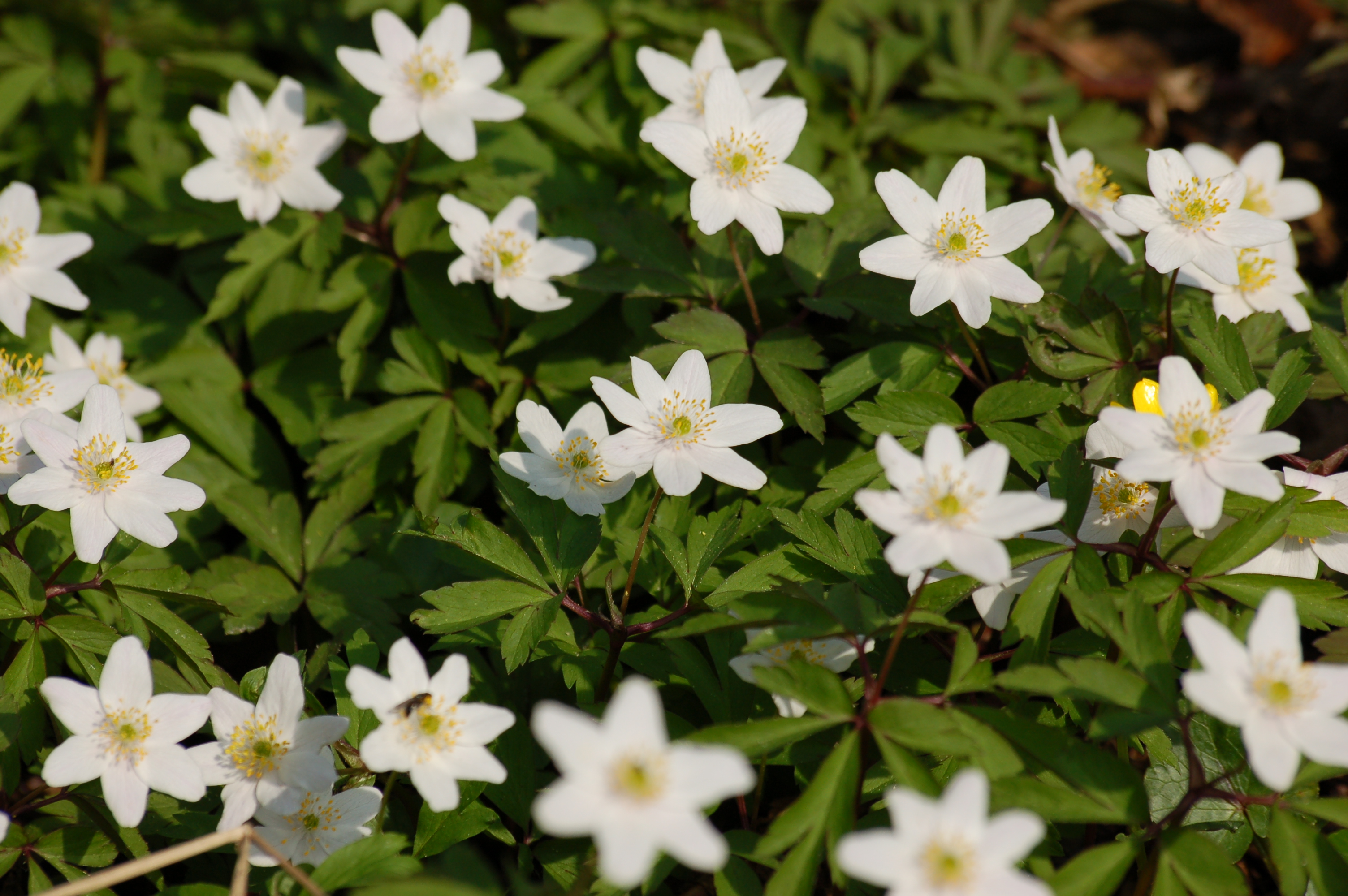Anemone nemorosa - Uusimaa State Symbol