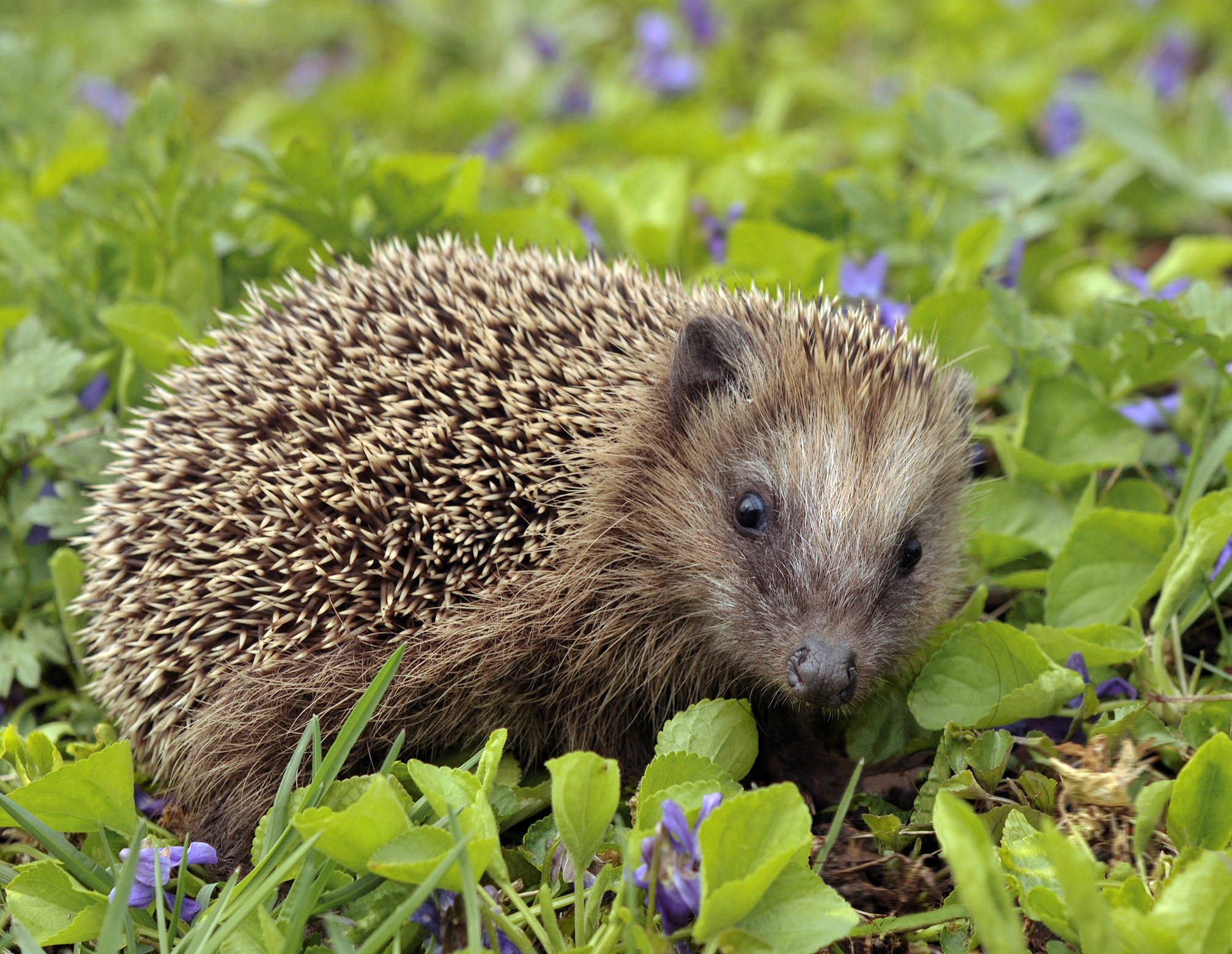 Western European hedgehog - Uusimaa State Symbol