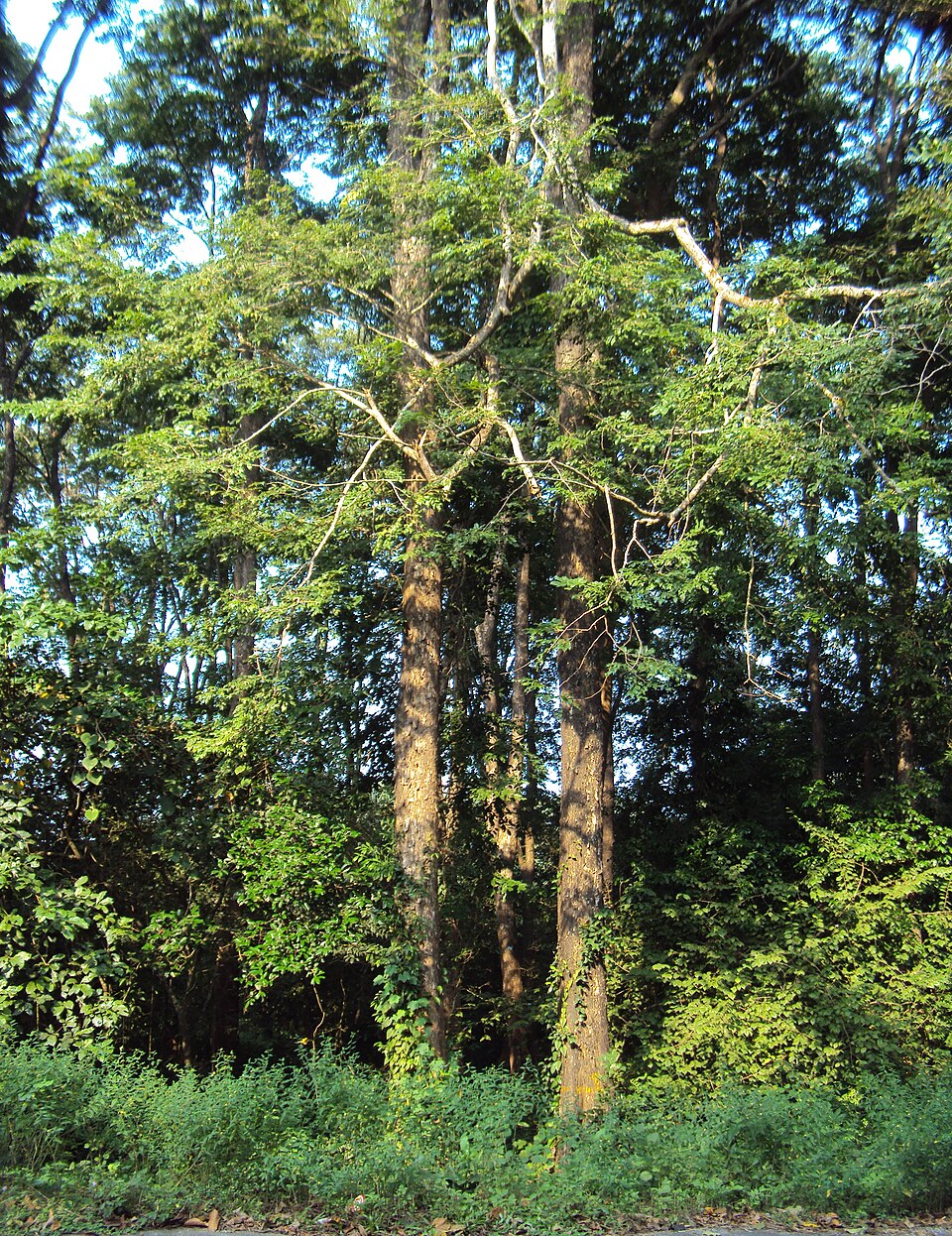 Andaman redwood - Andaman and Nicobar State Symbol