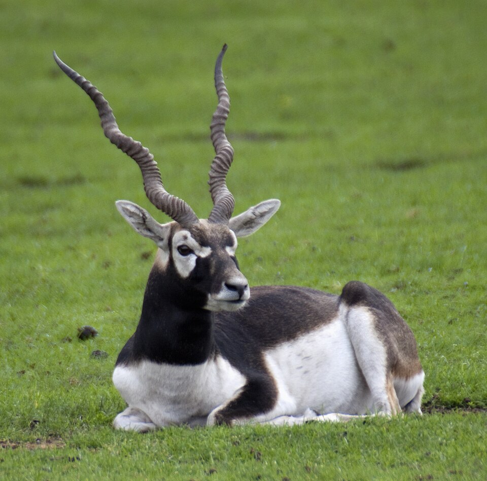 Antilope cervicapra - Andhra Pradesh State Symbol