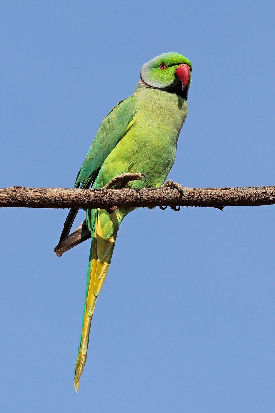 Rose-ringed Parakeet - Andhra Pradesh State Symbol
