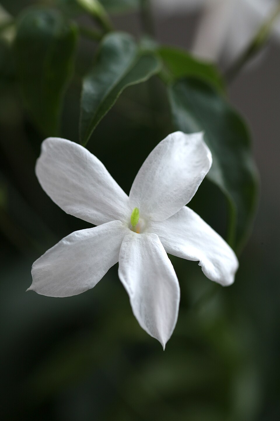 Common Jasmine - Andhra Pradesh State Symbol