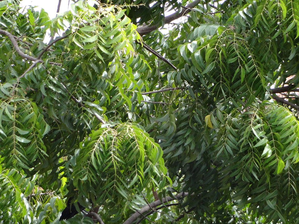 Azadirachta indica - Andhra Pradesh State Symbol