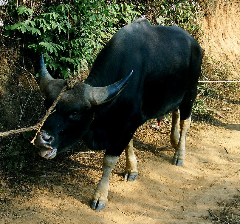 Mithun - Arunachal Pradesh State Symbol