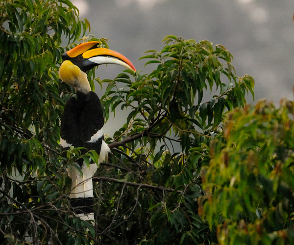 Hornbill - Arunachal Pradesh State Symbol