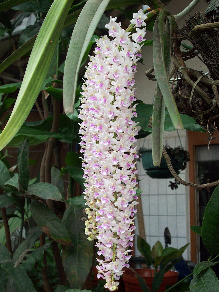 Rhynchostylis retusa - Arunachal Pradesh State Symbol