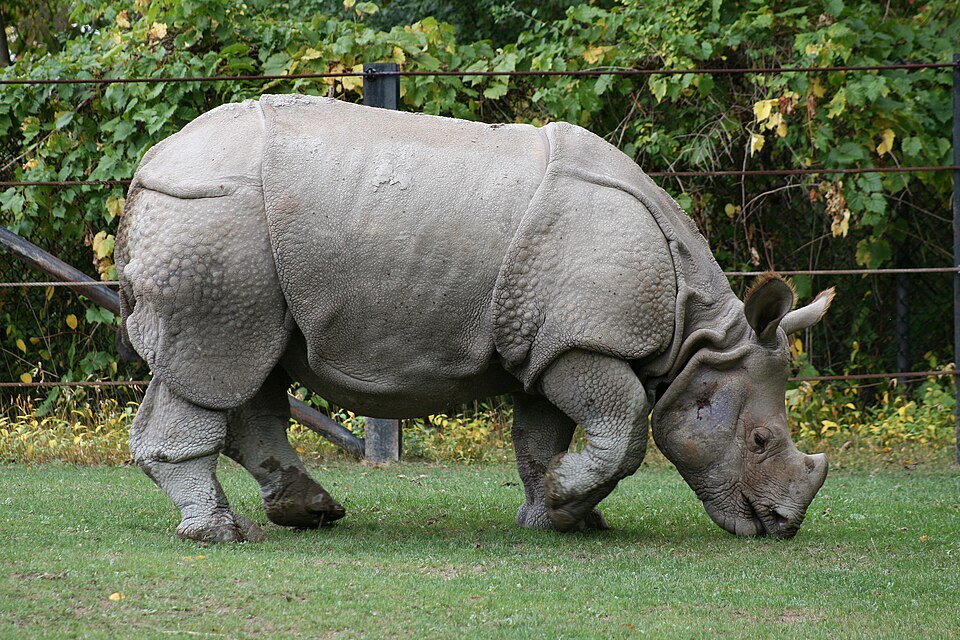 Indian rhinoceros - Assam State Symbol