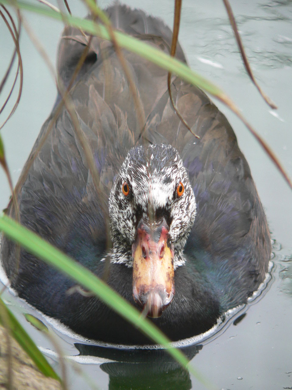 White-winged wood duck - Assam State Symbol