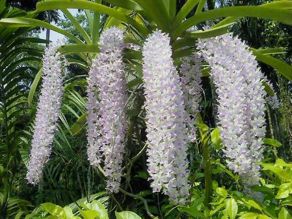 Foxtail Orchid - Assam State Symbol