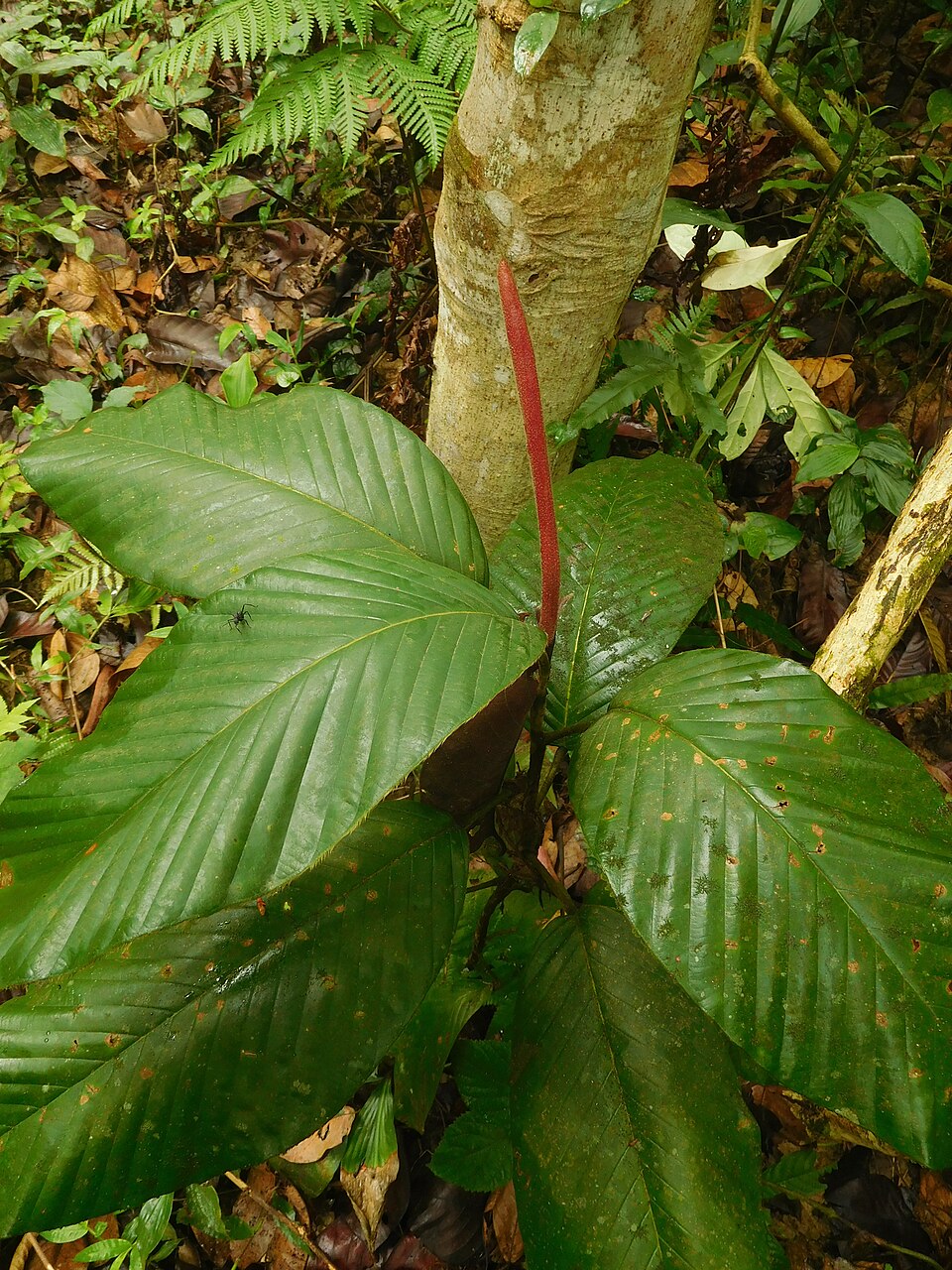 Dipterocarpus macrocarpus - Assam State Symbol