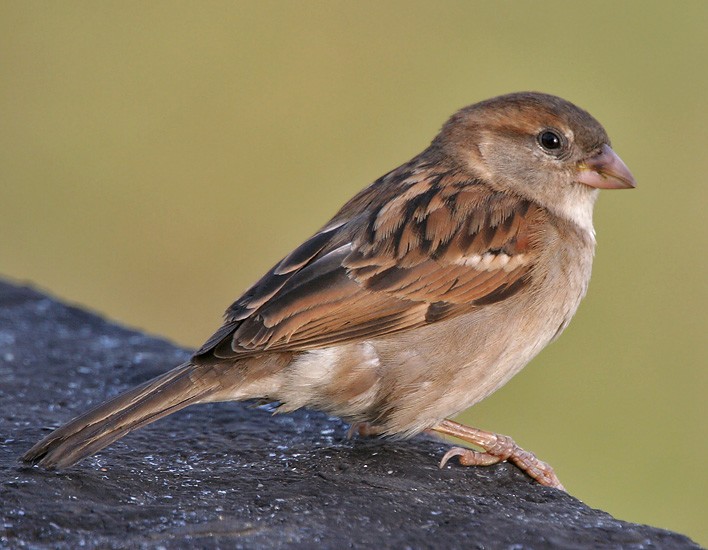 House Sparrow - Bihar State Symbol
