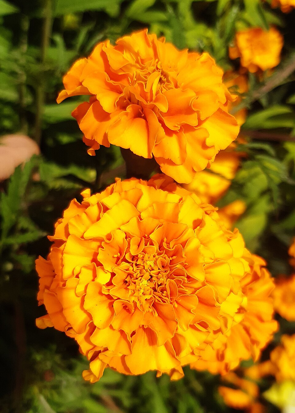 Tagetes - Bihar State Symbol