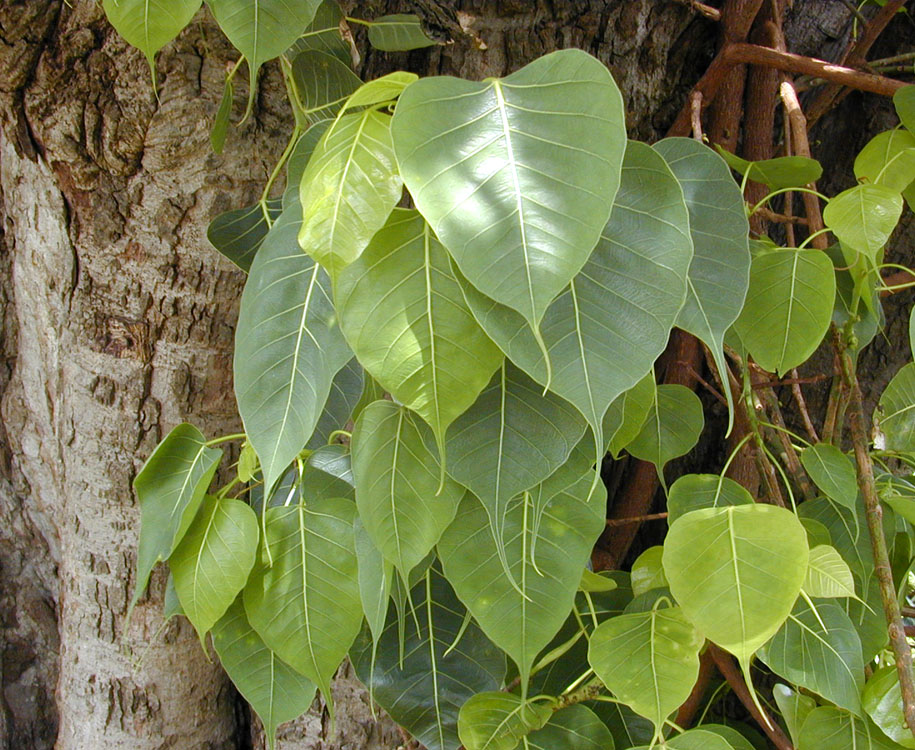 Ficus religiosa - Bihar State Symbol
