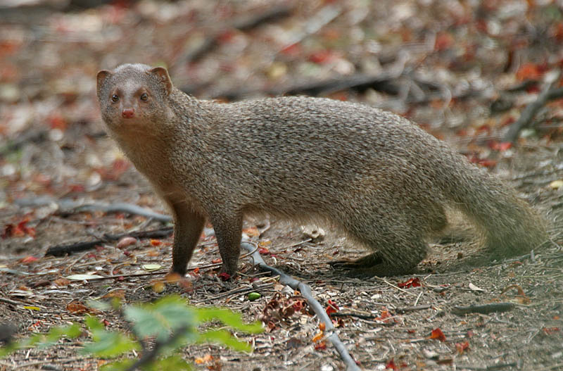 Indian grey mongoose - Chandigarh State Symbol