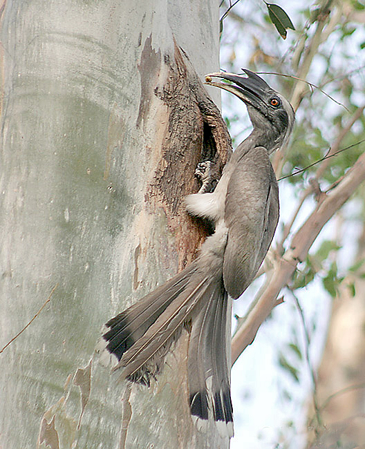 Indian Grey Hornbill - Chandigarh State Symbol