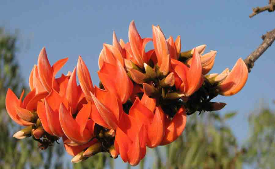 Butea monosperma - Chandigarh State Symbol