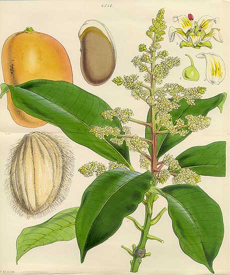 Mangifera indica - Chandigarh State Symbol