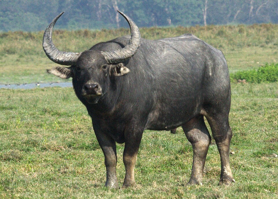 Wild Buffalo - Chhattisgarh State Symbol