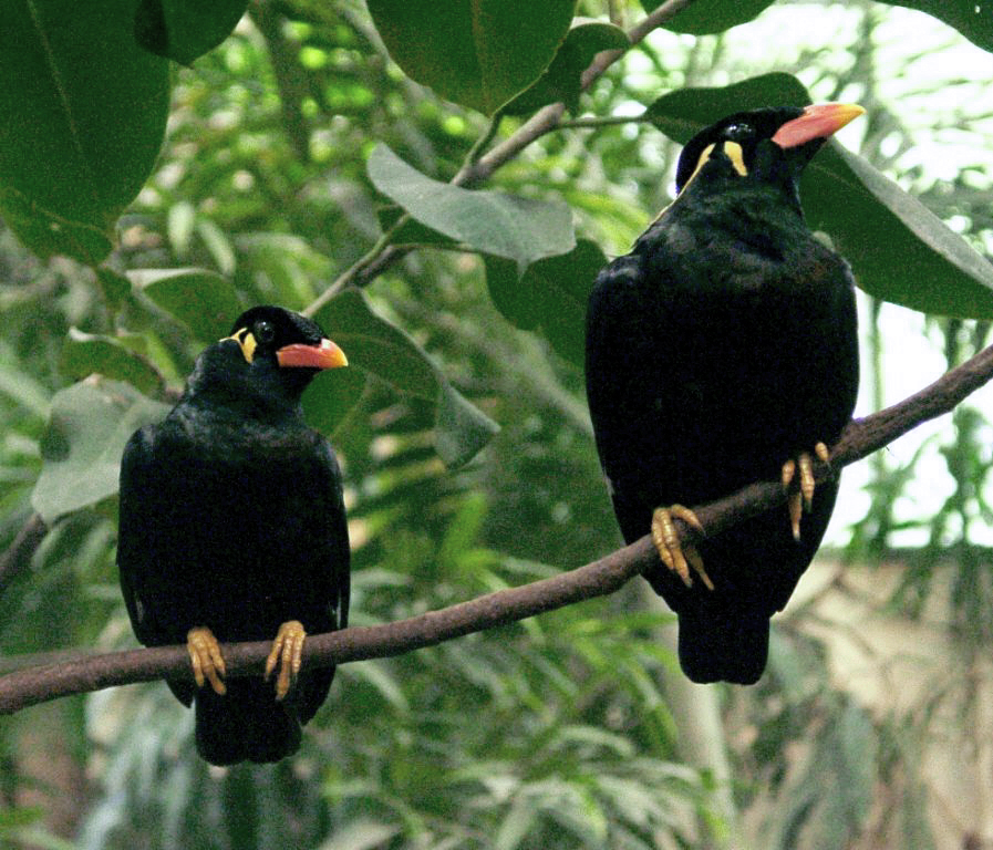 Common Hill Myna - Chhattisgarh State Symbol