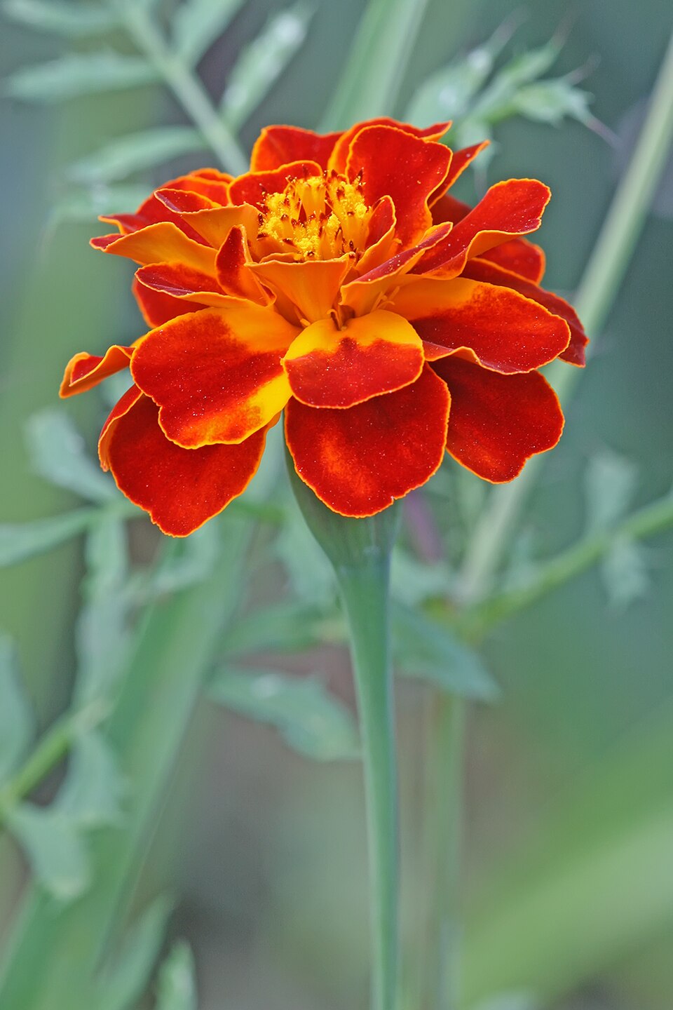 Marigold (Chandeni Gonda) - Chhattisgarh State Symbol