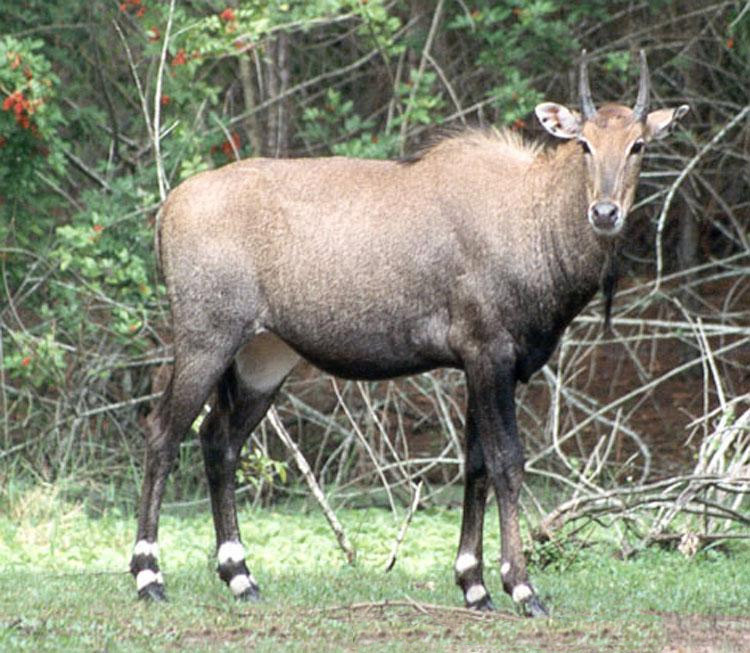 Boselaphus tragocamelus - Delhi State Symbol
