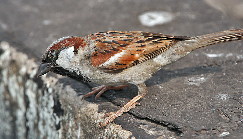 House sparrow - Delhi State Symbol