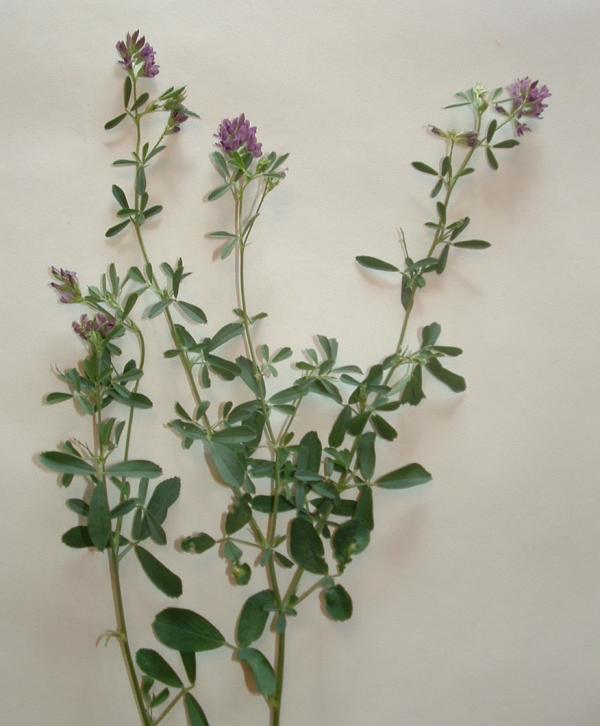 Medicago sativa - Delhi State Symbol