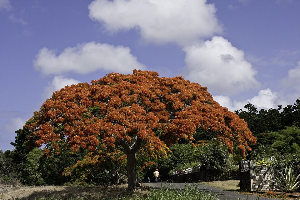 Delonix regia - Delhi State Symbol