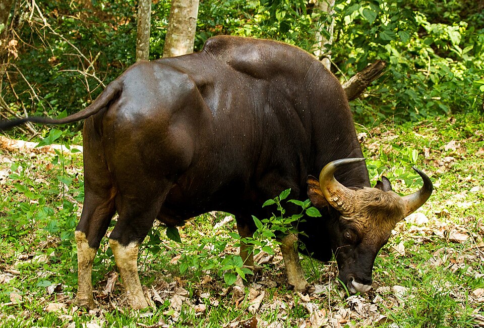 Gaur - Goa State Symbol