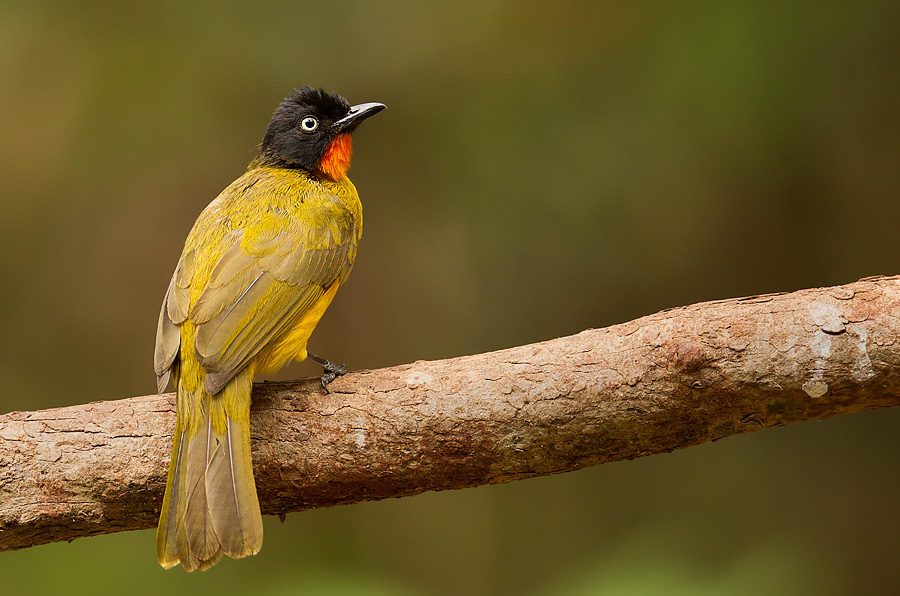 Flame-throated Bulbul - Goa State Symbol