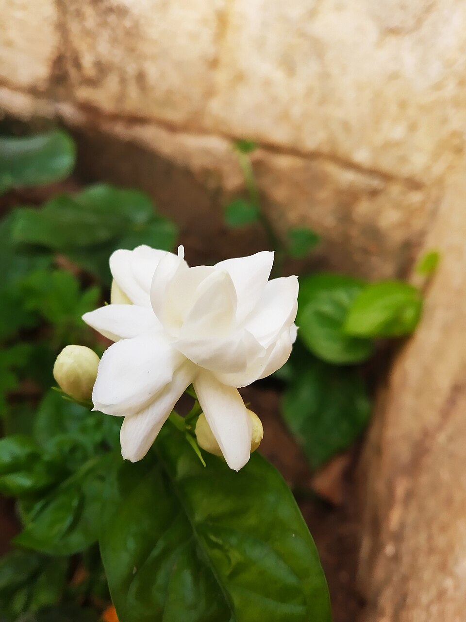 Plumeria rubra - Goa State Symbol
