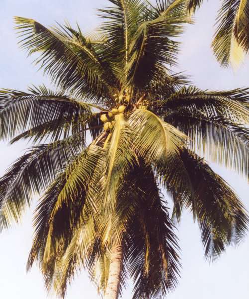 Coconut palm - Goa State Symbol