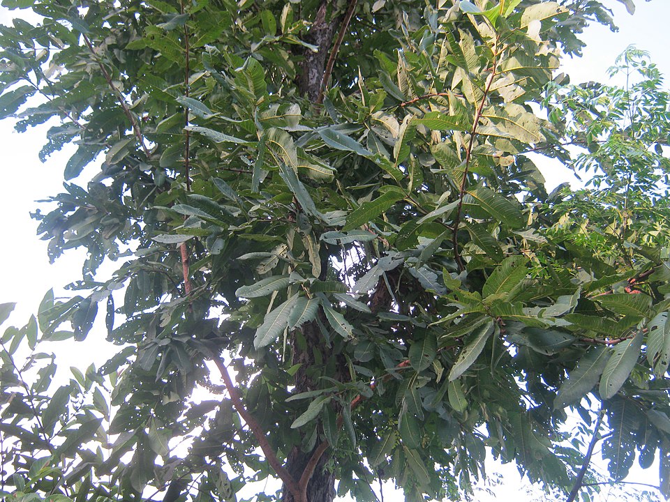 Terminalia elliptica - Goa State Symbol
