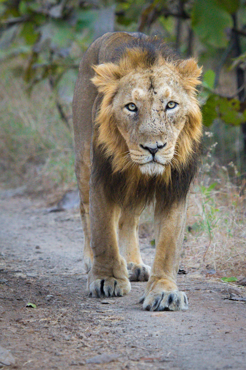 Asiatic Lion - Gujarat State Symbol