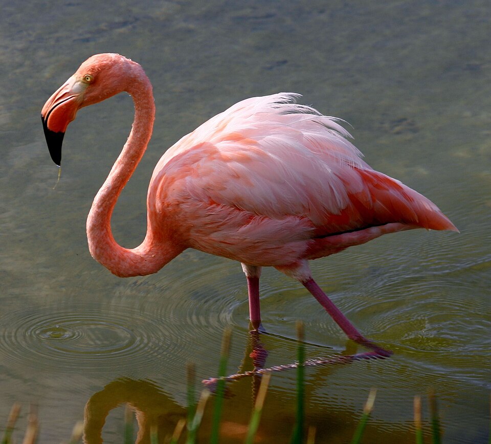 Greater Flamingo - Gujarat State Symbol