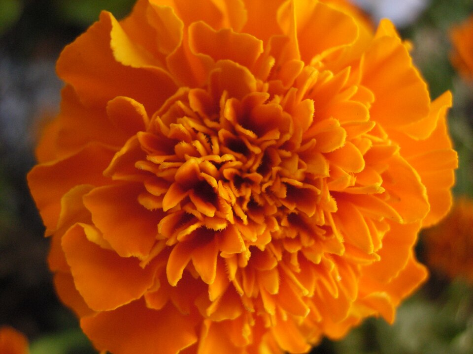 Tagetes - Gujarat State Symbol