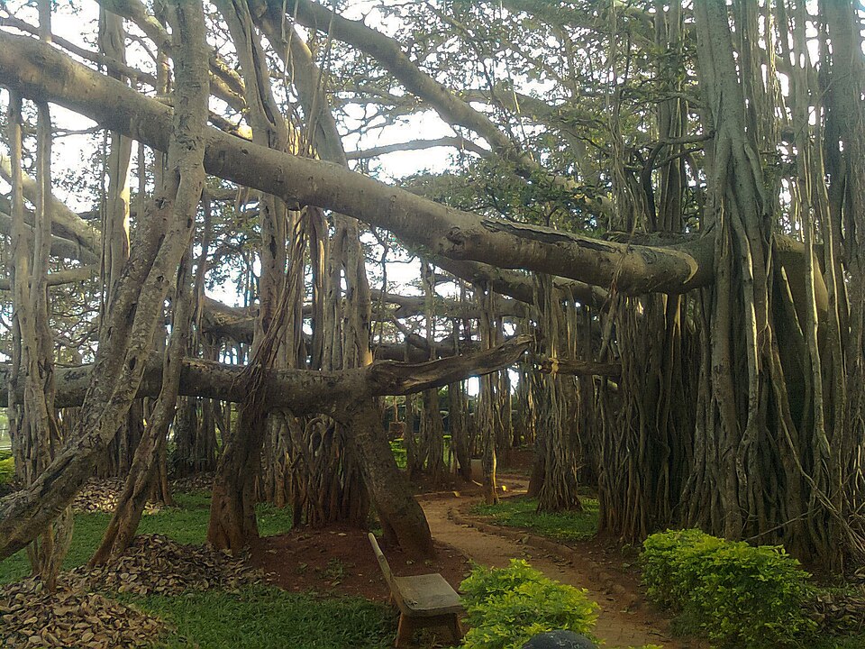 Banyan Tree - Gujarat State Symbol