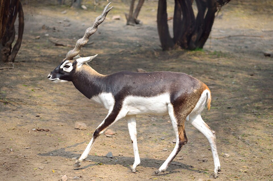 Antilope cervicapra - Haryana State Symbol