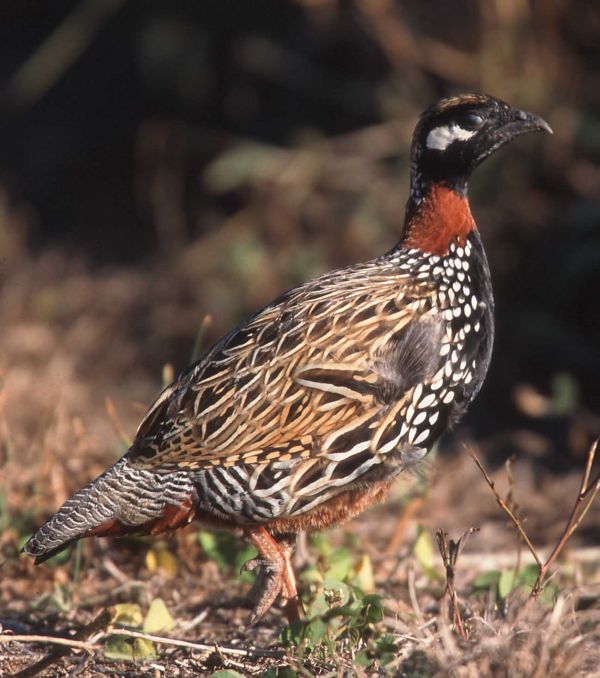 Black francolin - Haryana State Symbol