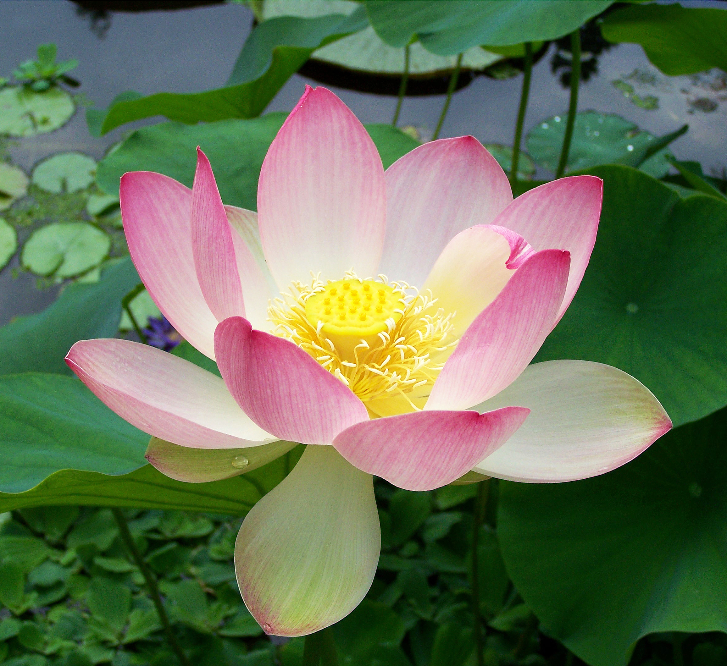 Nelumbo nucifera - Haryana State Symbol