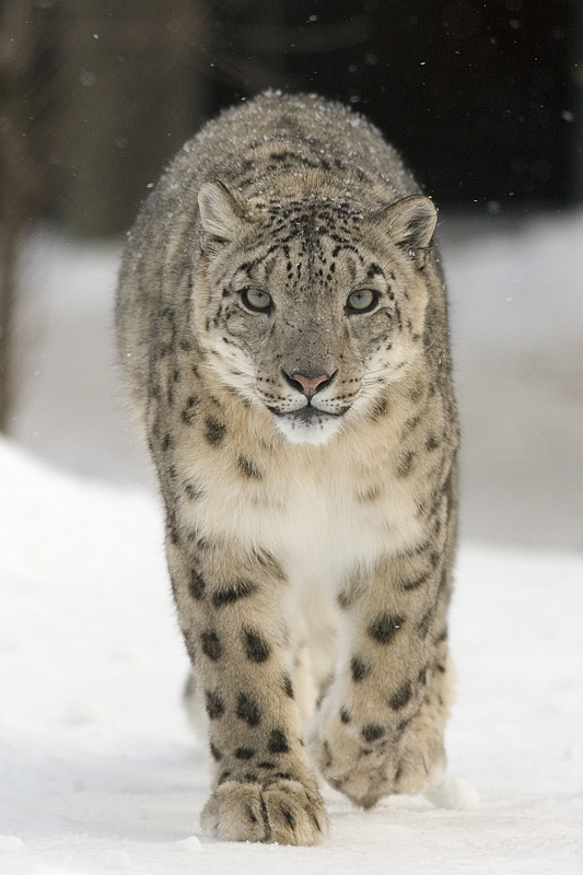 Snow leopard - Himachal Pradesh State Symbol